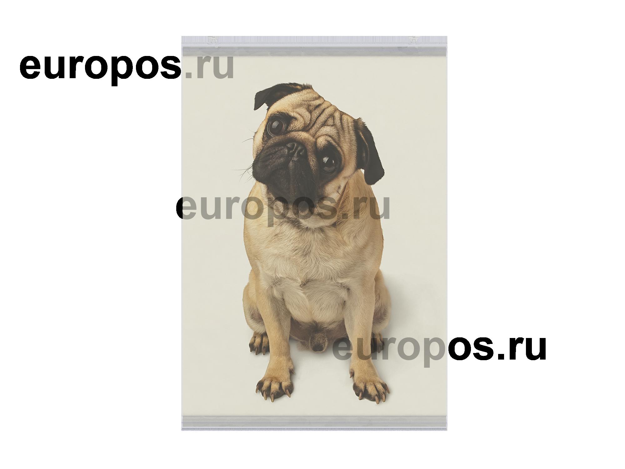 Комплект профилей для плакатов GRIPPER-SET, длина 600мм, прозрачный
